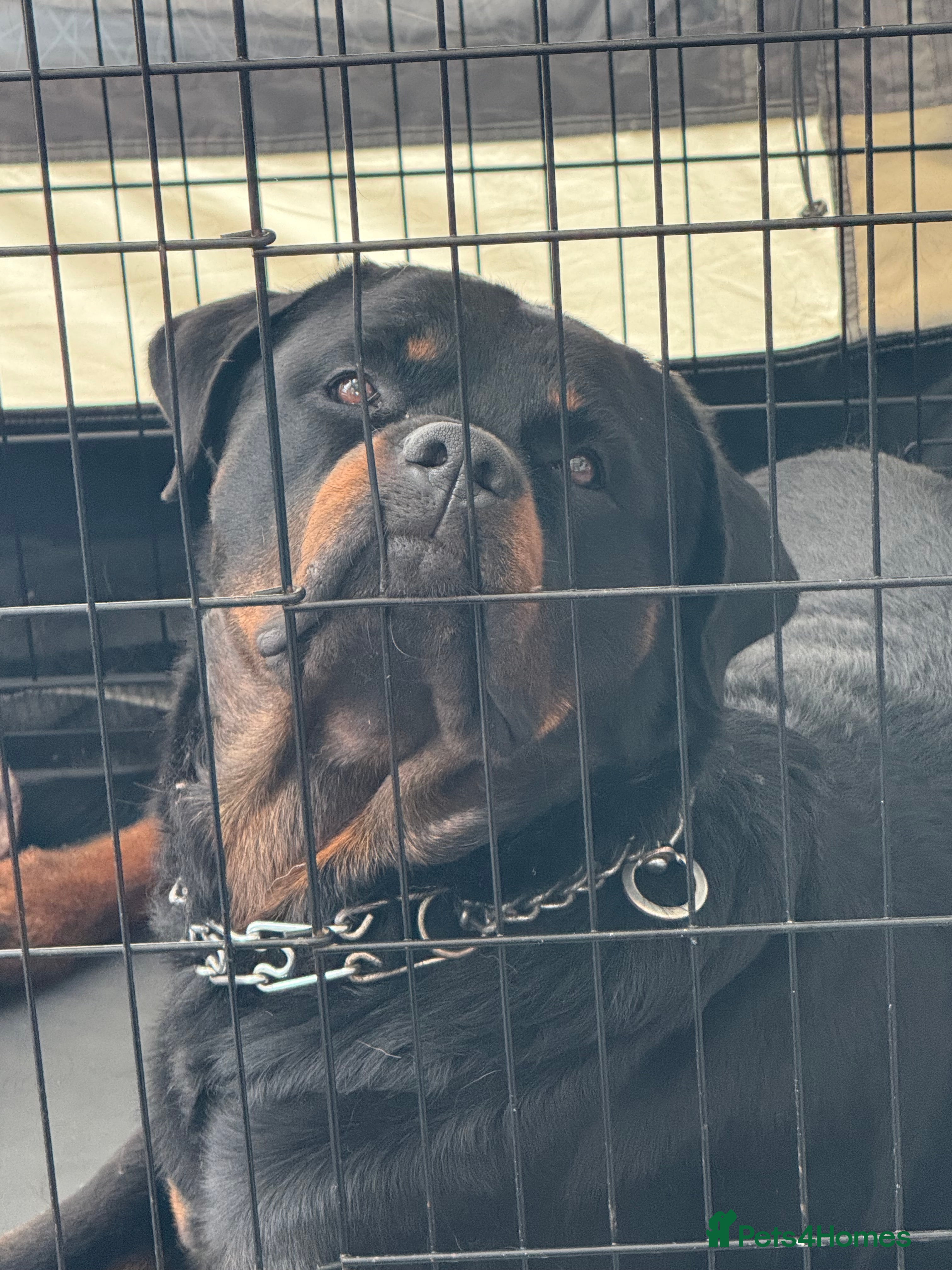 Rottweiler dogs Rottweiler for Stud - Advert 2