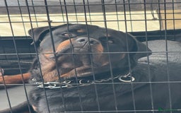 Rottweiler dogs for stud: Rottweiler for Stud - Image 1