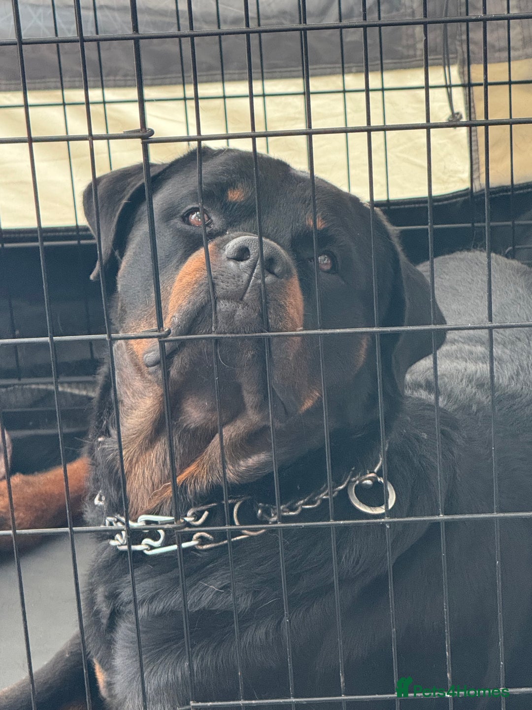 Rottweiler dogs for stud: Rottweiler for Stud - Image 1