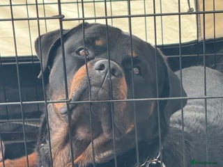 Rottweiler dogs - Advert 14
