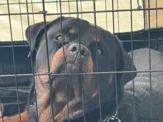 Rottweiler dogs Rottweiler for Stud - Advert 2