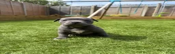 Staffordshire Bull Terrier dogs for sale: Staffordshire bull terriers for sale  - Advert 25
