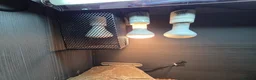 Bearded Dragon reptiles for sale: Bearded Dragon in Corby - Advert 5