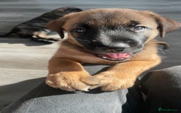 Mixed Breed dogs for sale: Belgian Malinois / Turkish Kangal / Cane Corso - Image 5