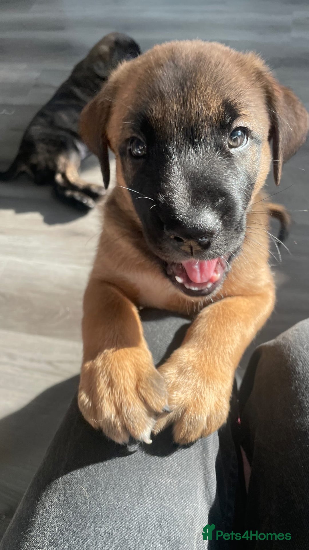 Mixed Breed dogs for sale: Belgian Malinois / Turkish Kangal / Cane Corso - Image 5