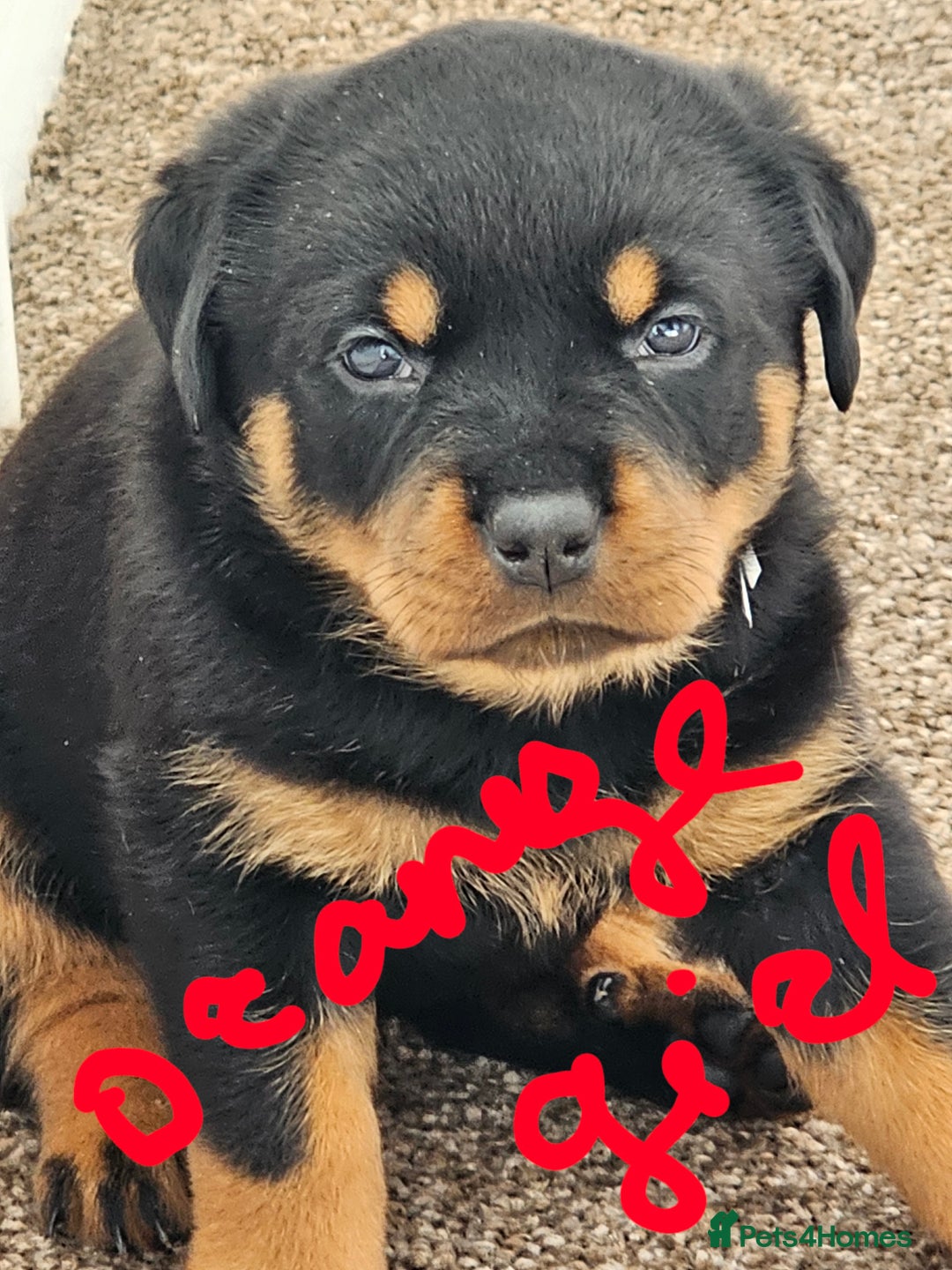 Rottweiler dogs for sale: Pure breed Rottweiler  - Image 24