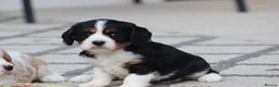 Cavachon dogs for sale: Beautiful Cavachon puppies for sale - Advert 22