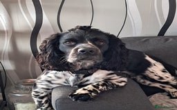 Cocker Spaniel dogs for stud: STUD ONLY. NOT YET PROVEN  - Image 2