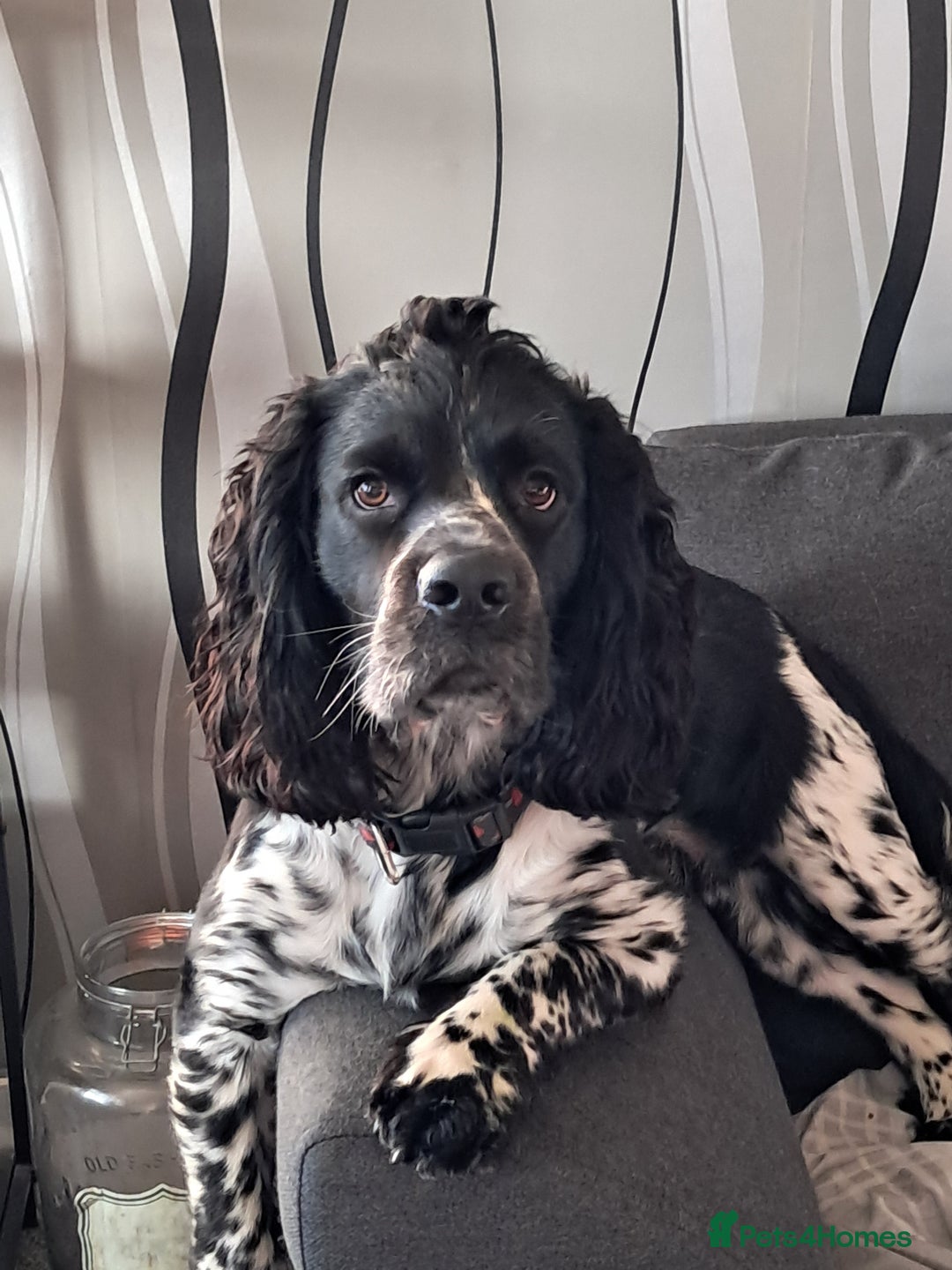 Cocker Spaniel dogs for stud: STUD ONLY. NOT YET PROVEN  - Image 2