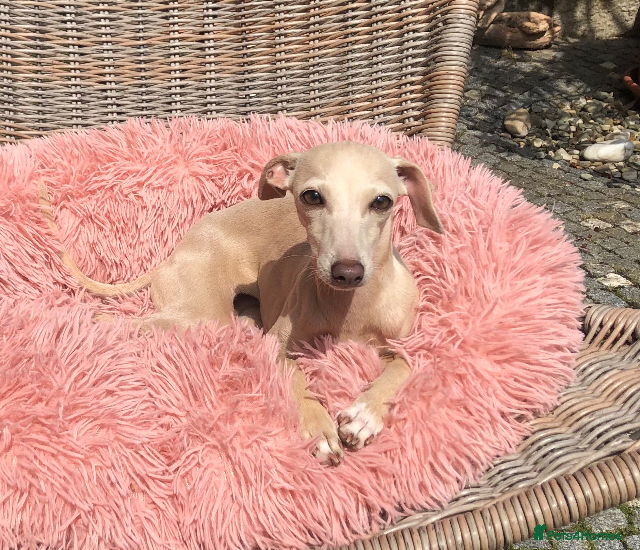 Italian Greyhound dogs KC Italian greyhound puppies European lineage - Advert 17