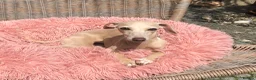 Italian Greyhound dogs for sale: KC Italian greyhound puppies European lineage - Advert 10