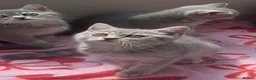 British Shorthair cats for sale: Beautiful GCCF kittens - READY NOW - Advert 4