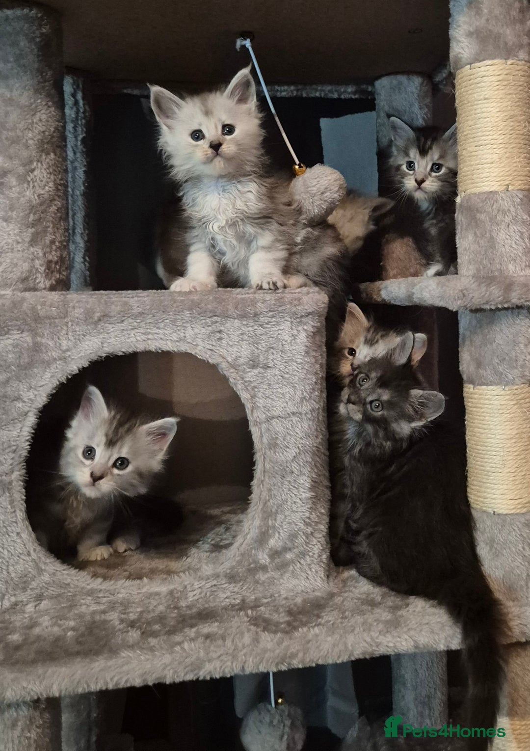 Maine Coon cats for sale: Maine Coon kittens - Advert 30