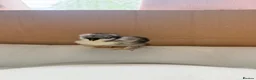 Mixed Breed poultry for sale: Adorable Silkie , Serama & Pekin Chicks - Advert 8