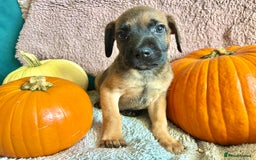 Mixed Breed dogs for sale: St berdoodle x Labrador puppies for forever homes  - Image 5