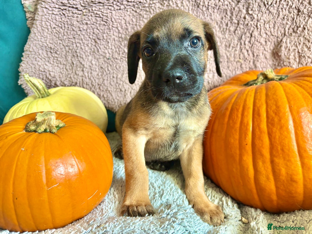 Mixed Breed dogs for sale: St berdoodle x Labrador puppies for forever homes  - Image 5