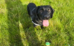 Springador dogs for sale: Happy, well behaved black Springador  - Image 7