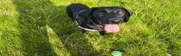 Springador dogs for sale: Happy, well behaved black Springador  - Advert 7