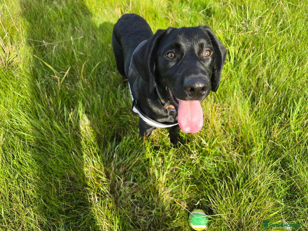 Springador dogs for sale: Happy, well behaved black Springador  - Image 7