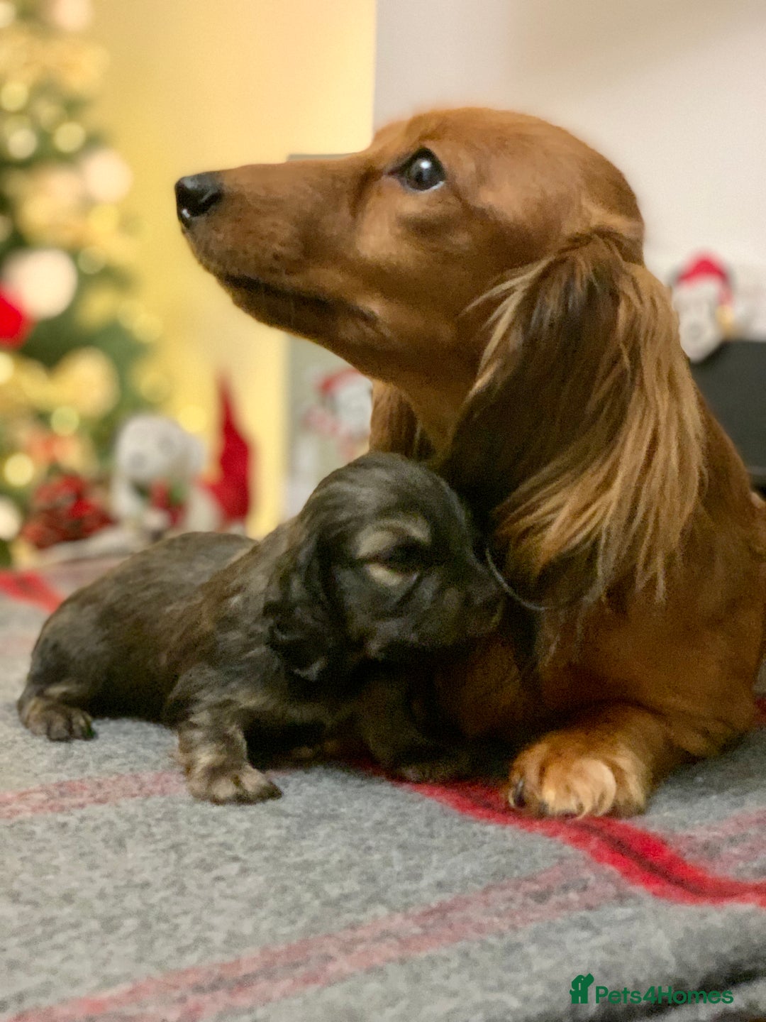 Miniature Dachshund dogs for sale: KC Registered true to type Longhaired mini’s - Advert 7