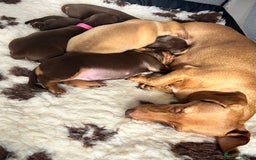 Miniature Dachshund dogs for sale: KC Miniature Dachshunds - Image 7