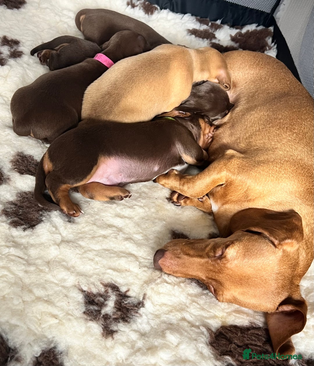 Miniature Dachshund dogs for sale: KC Miniature Dachshunds - Image 7