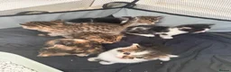Bengal cats for sale: Bengal / Norwegian forest - Advert 6