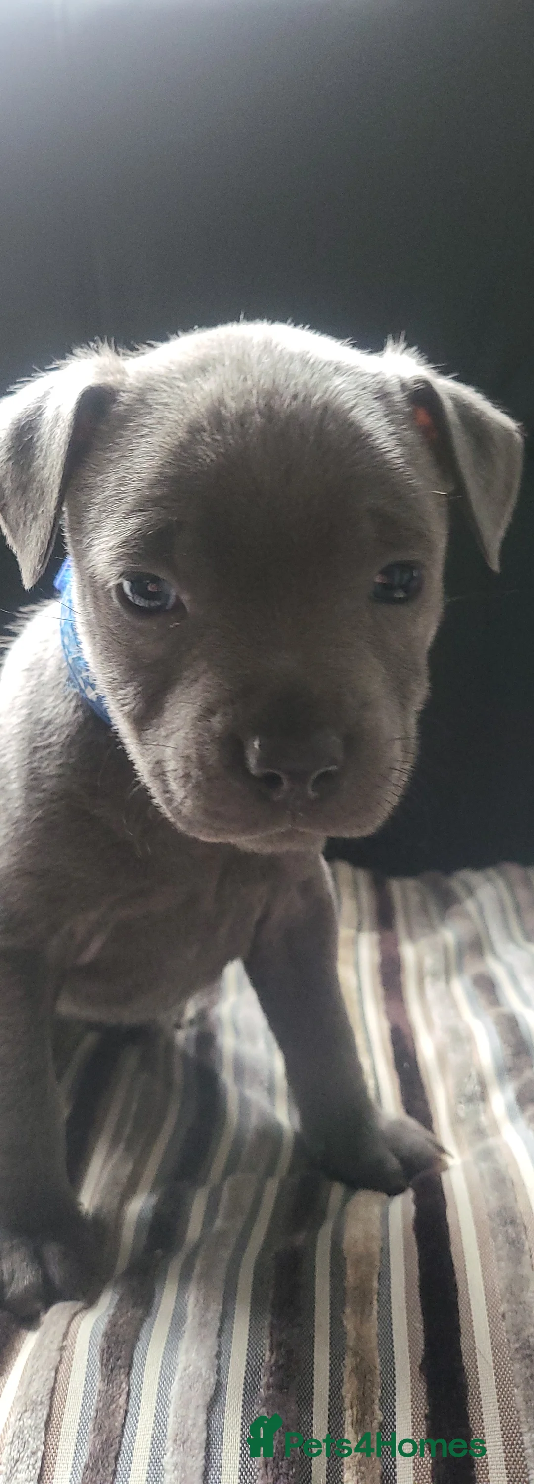 Staffordshire Bull Terrier dogs for sale: Beautiful blue staffy pups - Advert 9