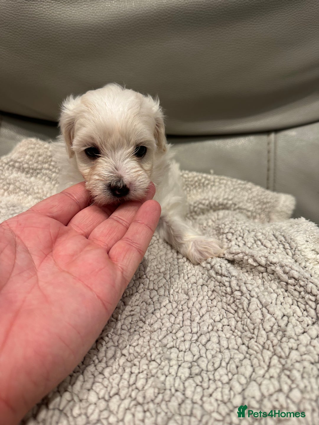 Maltipoo dogs for sale: Very small Maltipoo  - Image 12