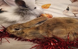 Mixed Breed rabbits for sale: Baby rabbits  - Advert 3