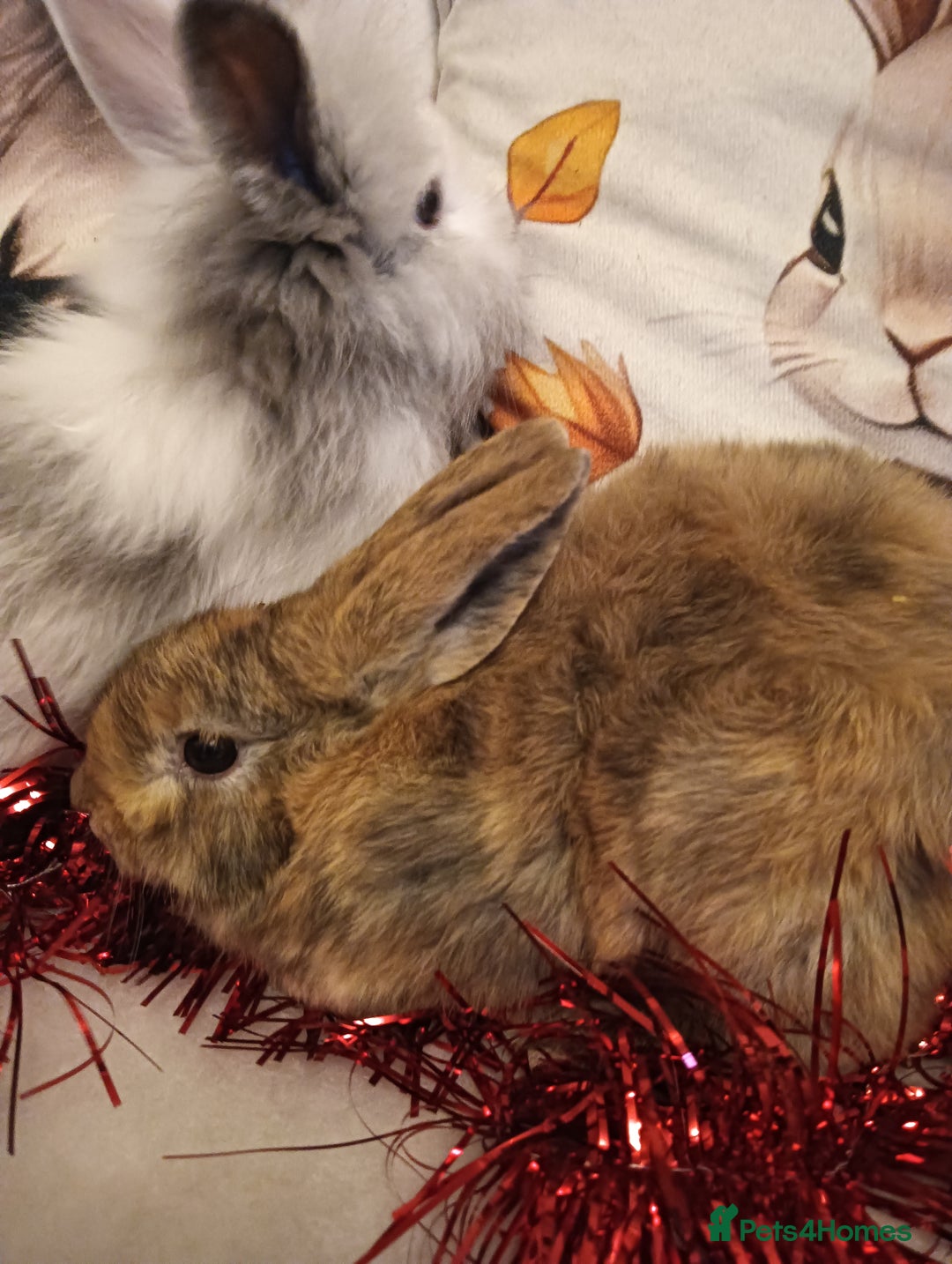 Mixed Breed rabbits for sale: Baby rabbits  - Advert 3