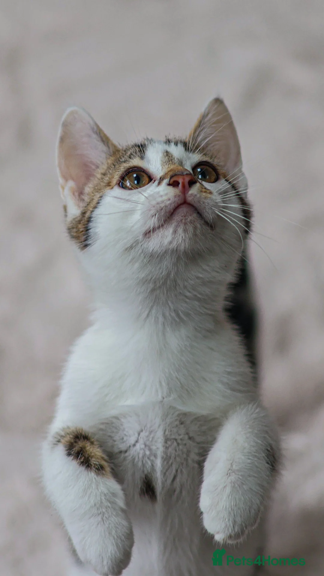 Mixed Breed cats for sale: Beautiful mixed Bengal kittens for sale - Advert 2