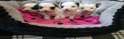 Biewer Terrier dogs for sale: Biewer Terrier  - Advert 5