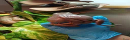 Frog reptiles for sale: Blue Eyed Whites Tree Frogs - Advert 6