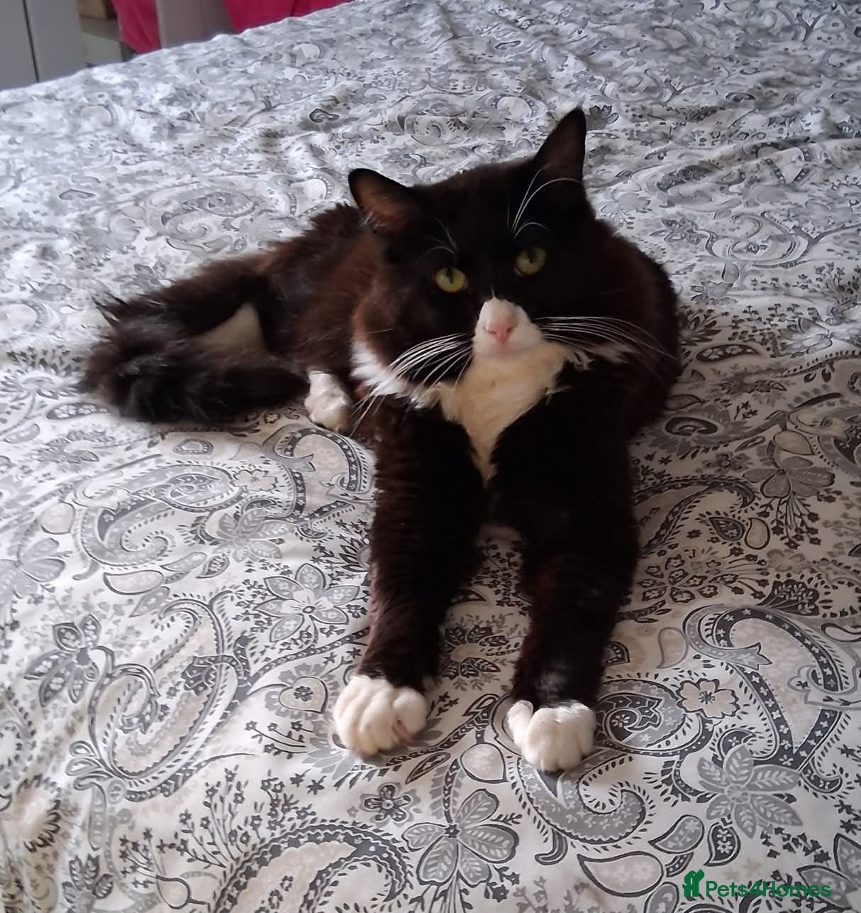 Mixed Breed cats BUTTONS - Ragdoll x - Advert 2