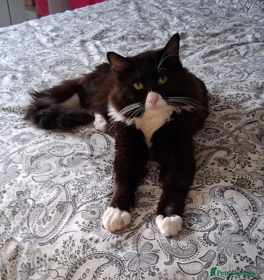 Mixed Breed cats for sale: BUTTONS - Ragdoll x - Advert 1