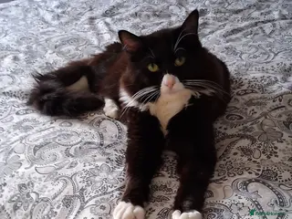 Mixed Breed cats BUTTONS - Ragdoll x - Advert 14