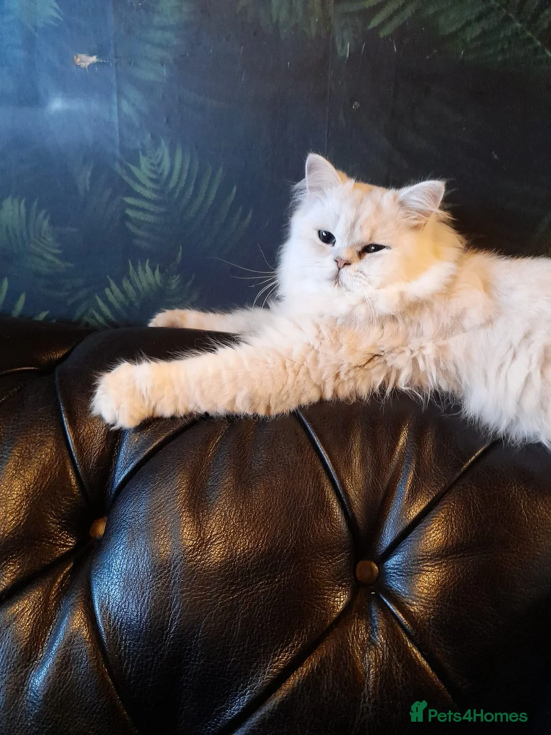 Persian cats for stud: Stunning Persian chinchilla for stud - Advert 4