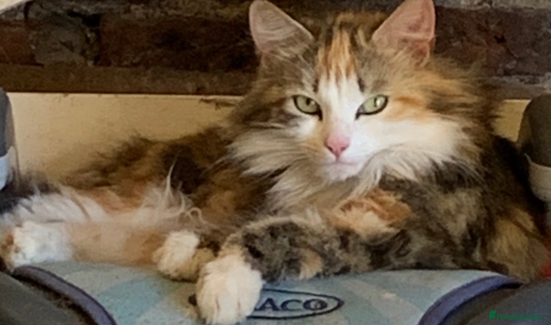 Mixed Breed cats for sale: Stunning kittens ready now - Image 9