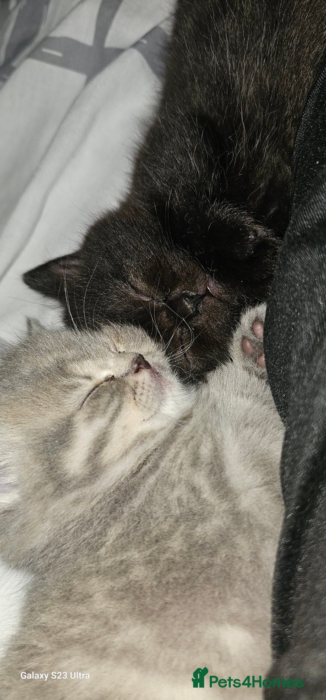 British Shorthair cats for sale: Stunning shorthairs  - Advert 7