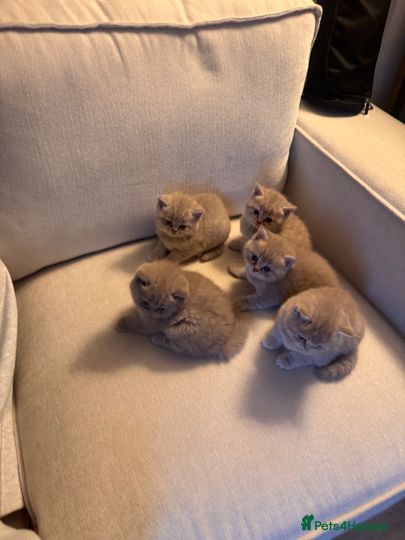 British Shorthair cats Adorable pure British shorthair kittens  - Advert 12