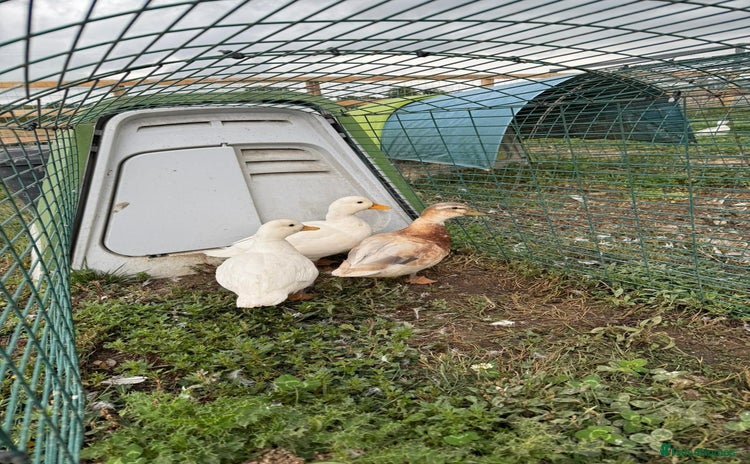 Ducks poultry - Advert 7