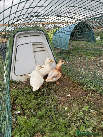 Ducks poultry - Advert 13