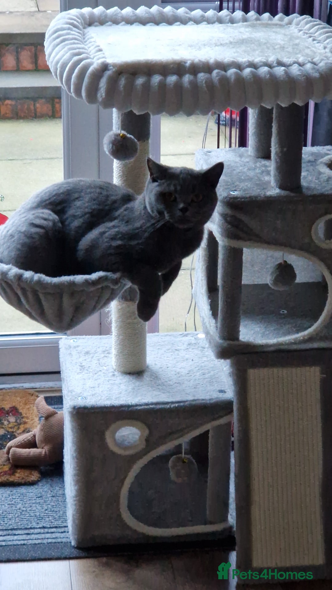 British Shorthair cats for sale: British short hair - Advert 1