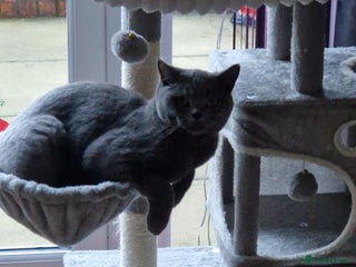 British Shorthair cats British short hair - Advert 1