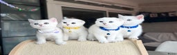 Scottish Fold cats for sale: Beautiful Scottish Straight&Fold Kittens Available - Advert 5