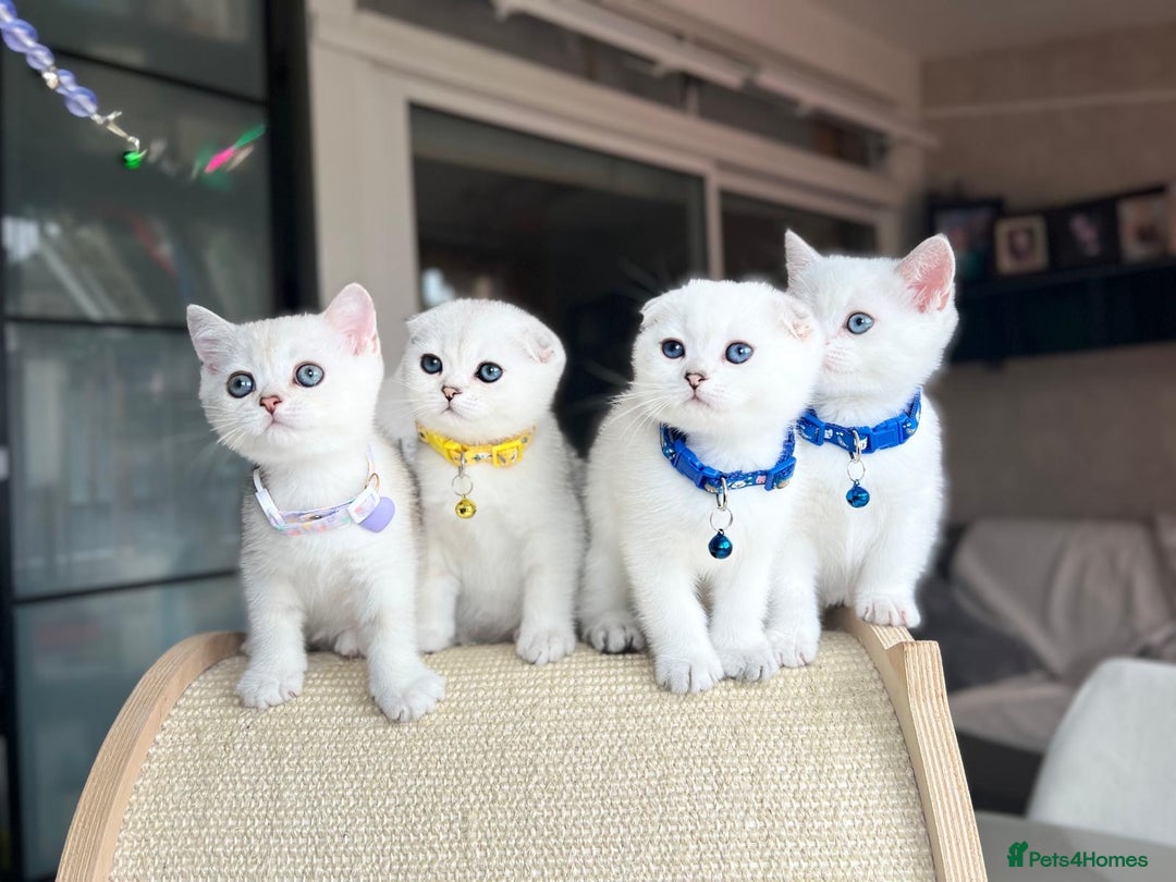 Scottish Fold cats for sale: Beautiful Scottish Straight&Fold Kittens Available - Image 7