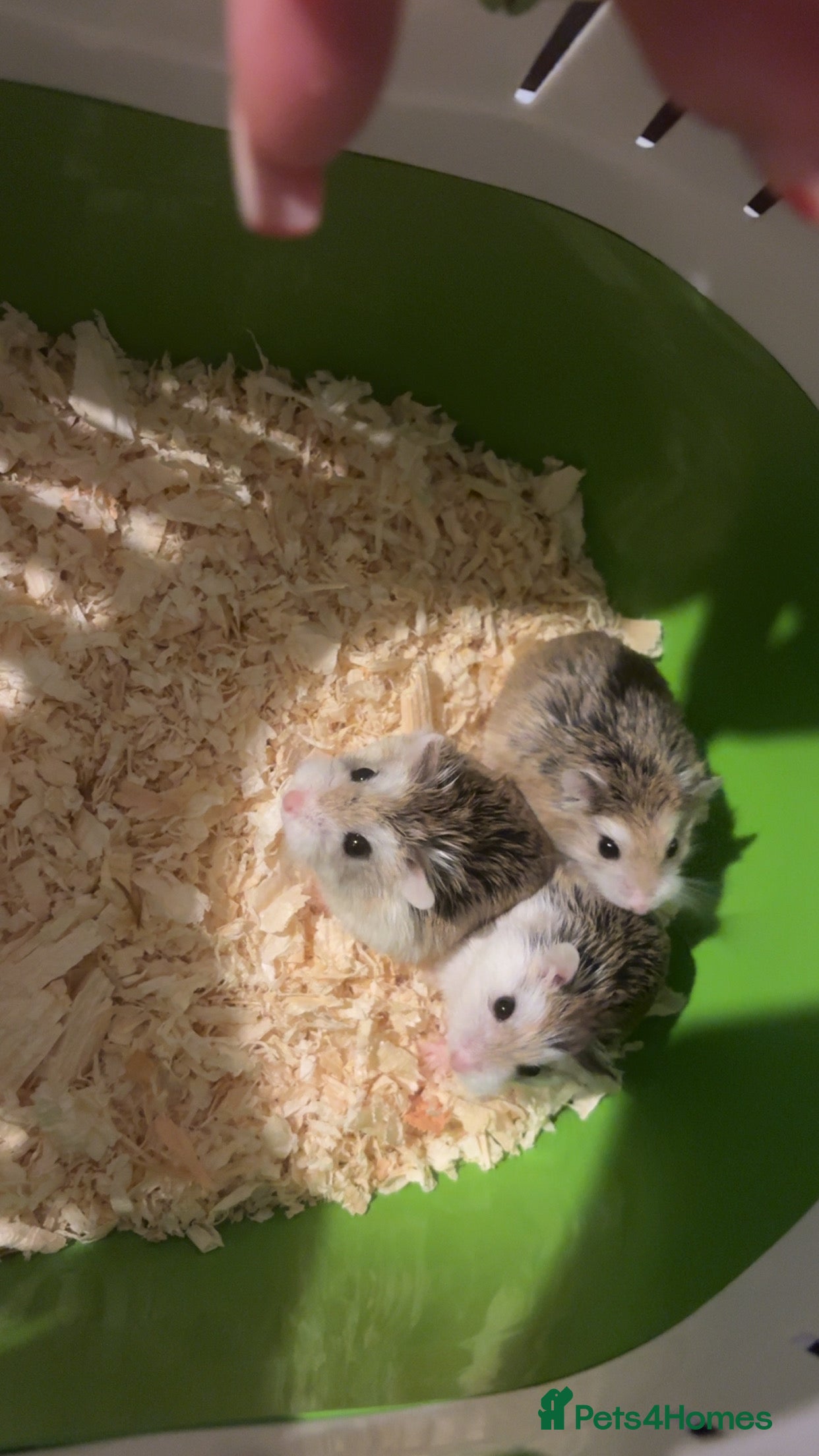 Hamster rodents Baby hamsters  in Enfield - Advert 4
