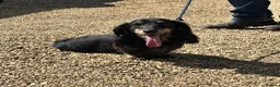 Miniature Dachshund dogs for sale: Silver dapple and tan longhaired boy - Advert 3