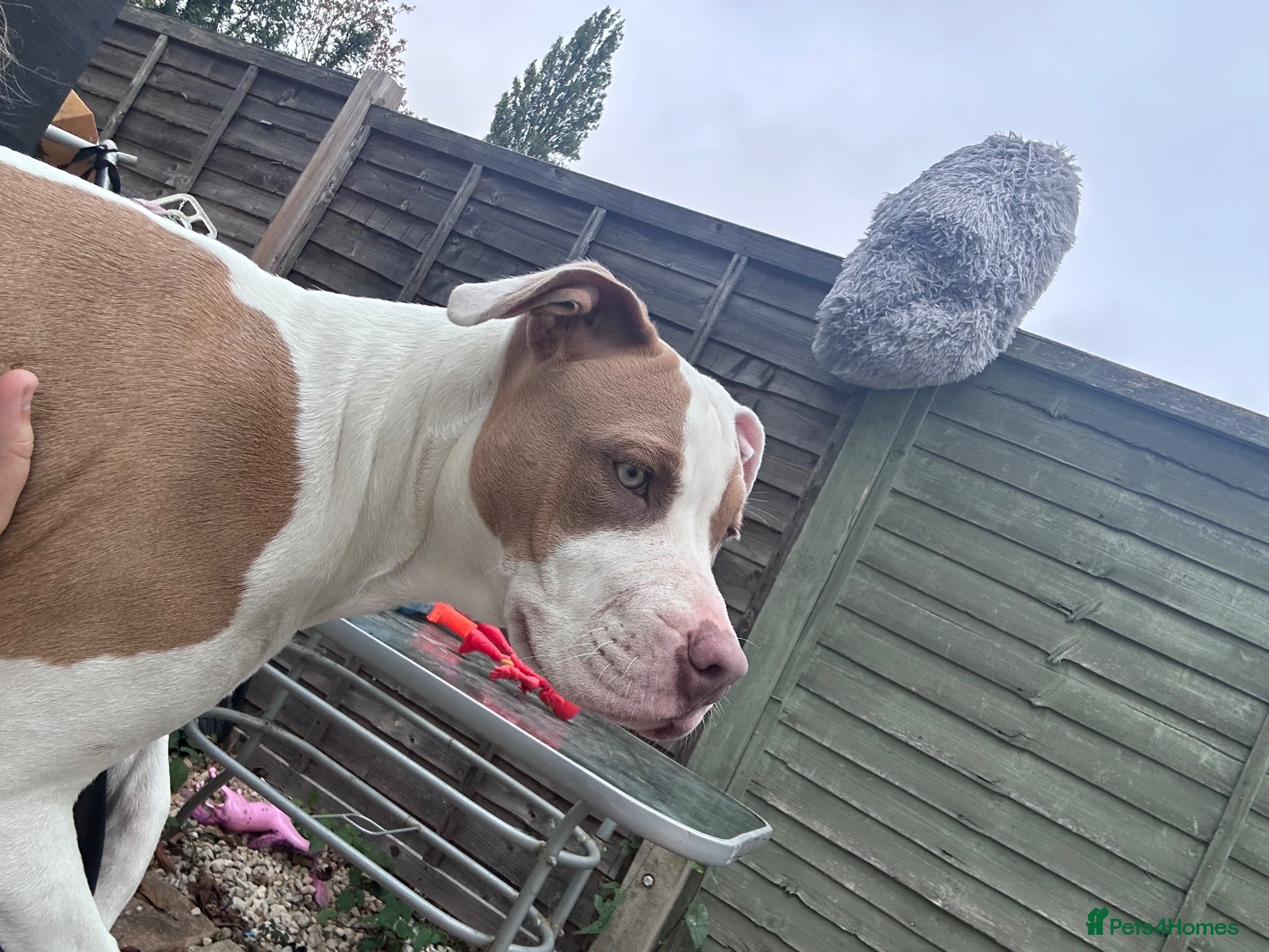 Staffordshire Bull Terrier dogs Roxy looking for new home - Advert 5